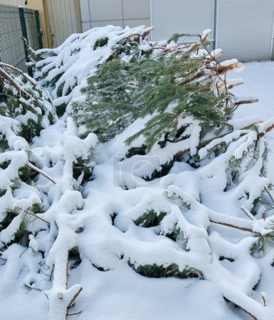 Foto de Un vertedero lleno de árboles de Navidad desechados, una vista común después de la temporada navideña. - Imagen libre de derechos