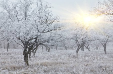 Photo for A photograph of the beginning of winter. The trees and ground are covered in white frost, and a light fog drifts over them. - Royalty Free Image