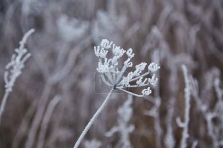 Téléchargez les photos : Une matinée d'hiver sereine avec une brume douce et des plantes délicates décorées de givre, créant une ambiance tranquille et enchanteresse. - en image libre de droit
