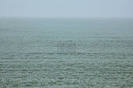 Foto de La extensión del campo de trigo arado de invierno desaparece en la niebla, mientras que los delicados brotes verdes de trigo están adornados con una capa helada.. - Imagen libre de derechos