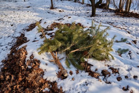 Photo for Christmas trees thrown away after the end of the holiday - Royalty Free Image