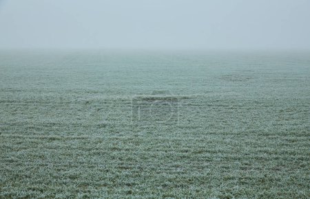 Téléchargez les photos : L'étendue du champ de blé d'hiver labouré disparaît dans la brume, tandis que les délicates pousses vertes du blé sont ornées d'un revêtement givré. - en image libre de droit
