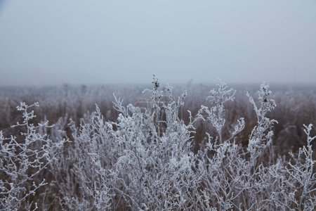 Foto de Una mañana de invierno serena con una suave niebla y delicadas heladas que adornan las plantas, creando un ambiente tranquilo y encantador. - Imagen libre de derechos