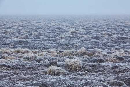 Foto de El amanecer del invierno proyecta un ambiente místico sobre la extensión arada, con niebla y heladas entrelazadas en las plantas y la tierra, creando un cautivador tapiz natural. - Imagen libre de derechos