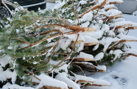 Foto de Un vertedero lleno de árboles de Navidad desechados, una vista común después de la temporada navideña. - Imagen libre de derechos