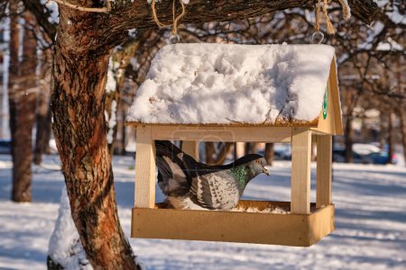 Téléchargez les photos : Mignon pigeon sur mangeoire à oiseaux en bois dans un parc enneigé. - en image libre de droit