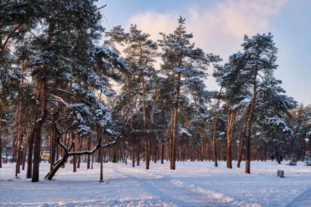 Téléchargez les photos : Une scène hivernale sereine dans le parc avec des pins enneigés sous un ciel ensoleillé lors d'une chute de neige - en image libre de droit
