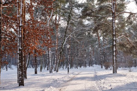 Foto de Una serena escena invernal en el parque con pinos cubiertos de nieve bajo un cielo soleado durante una nevada - Imagen libre de derechos