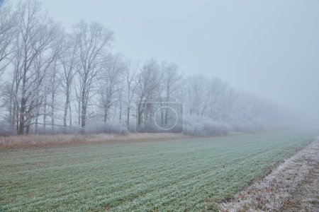 Photo for The expanse of plowed winter wheat field disappears into the mist, while delicate green shoots of wheat are adorned with a frosty coating. - Royalty Free Image