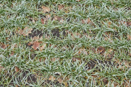 Téléchargez les photos : Toile de fond nette du matin d'hiver mettant en valeur l'herbe verte et les feuilles tombées au gel, évoquant un sentiment de sérénité froide - en image libre de droit