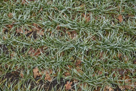 Foto de Crujiente, fondo de invierno por la mañana mostrando hierba verde escarcha y hojas caídas, evocando una sensación de serenidad fría - Imagen libre de derechos