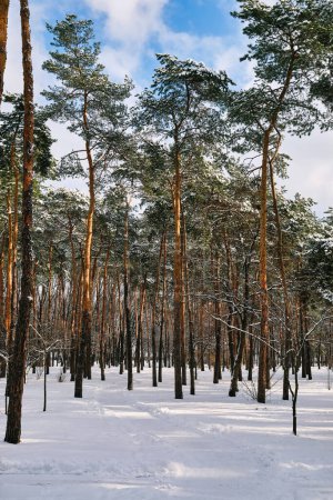 Photo for A serene park scene in winter with pine trees adorned in snowfall under the bright sun. - Royalty Free Image