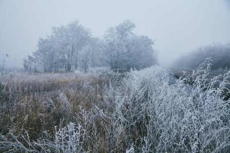 Foto de Una fotografía del comienzo del invierno. Los árboles y el suelo están cubiertos de heladas blancas, y una ligera niebla se cierne sobre ellos.. - Imagen libre de derechos