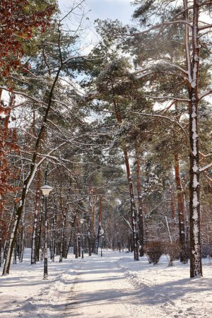 Foto de Pinos cubiertos de nieve en un día soleado y helado en invierno. Maravilloso panorama invernal, concepto de bosque nevado - Imagen libre de derechos