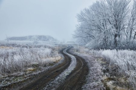Photo for A photograph of a winter morning in the woods. The trees and ground are covered in white frost, and a light fog drifts over them. A dirt road winds through the trees, leading into the distance. - Royalty Free Image