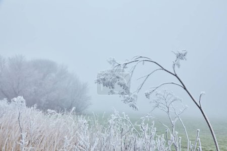 Photo for A mystical scene of early winter unveiling its magic through the mist, while nature's elements intertwine in an ethereal dance. - Royalty Free Image