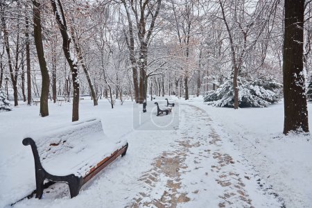Téléchargez les photos : Hiver beau parc avec de nombreux grands bancs d'arbres et chemin - en image libre de droit