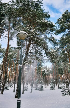 Foto de Paisaje del parque de invierno con árboles cubiertos de nieve en un día de frío soleado - Imagen libre de derechos