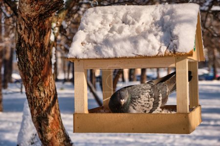 Foto de Bonita paloma en alimentador de aves de madera en parque nevado. - Imagen libre de derechos