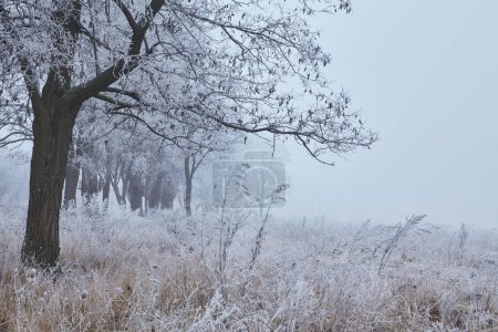 Téléchargez les photos : Une scène mystique du début de l'hiver dévoilant sa magie à travers la brume, tandis que les éléments de la nature s'entremêlent dans une danse éthérique. - en image libre de droit
