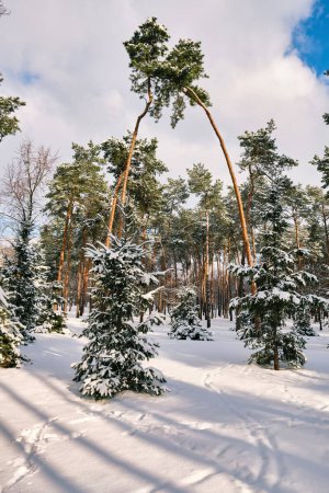 Photo for A serene winter scene in the park featuring snow-covered pine trees under a sunny sky during a snowfall - Royalty Free Image