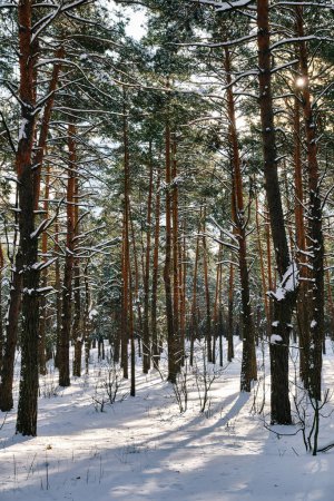 Téléchargez les photos : Une scène de parc sereine en hiver avec des pins ornés de chutes de neige sous le soleil. - en image libre de droit