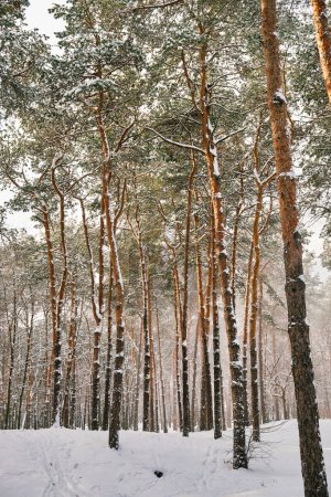 Téléchargez les photos : Pins couverts de neige par temps froid et ensoleillé en hiver. Magnifique panorama hivernal, concept de forêt enneigée - en image libre de droit