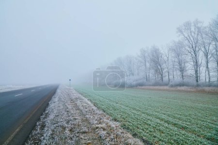 Photo for Winter morning with frosted trees, foggy atmosphere, and a disappearing asphalt road. An asphalt road stretches into the distance, disappearing into the mist, adding to the enigmatic composition. - Royalty Free Image