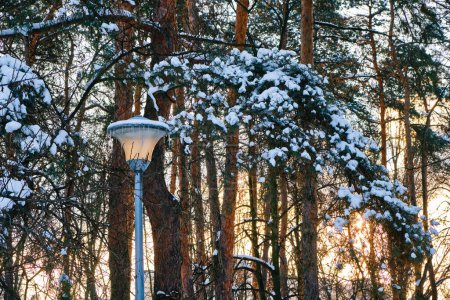 Téléchargez les photos : Lampadaire avec glaçons au crépuscule en hiver avec pins enneigés. - en image libre de droit