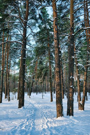Foto de Una serena escena del parque en invierno con pinos adornados con nieve bajo el sol brillante. - Imagen libre de derechos