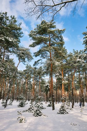 Téléchargez les photos : Une scène de parc sereine en hiver avec des pins ornés de chutes de neige sous le soleil. - en image libre de droit