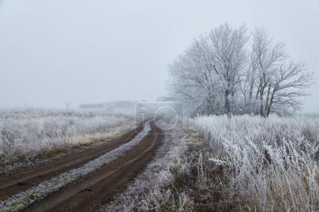 Photo for A photograph of a winter morning in the woods. The trees and ground are covered in white frost, and a light fog drifts over them. A dirt road winds through the trees, leading into the distance. - Royalty Free Image