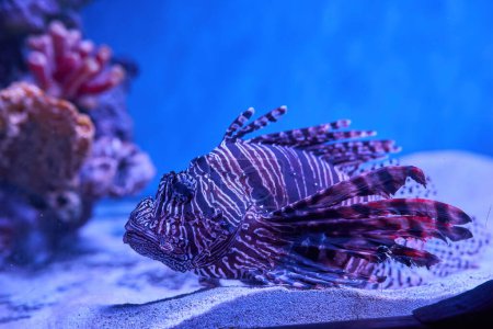 Téléchargez les photos : Poissons colorés dans l'aquarium - en image libre de droit