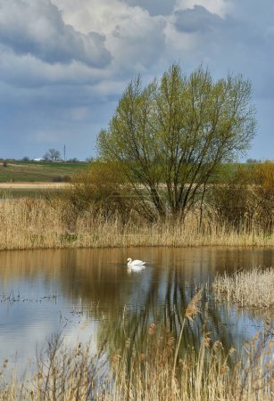Photo for Swans seen in wild, natural environment during fall, autumn with grass reeds sticking up from water, lake. - Royalty Free Image