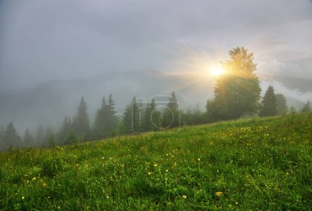 Téléchargez les photos : Prairie de montagne dans la lumière du matin. campagne paysage printanier avec vallée dans le brouillard derrière la forêt sur la colline herbeuse. nuages pelucheux sur un ciel bleu vif. concept de fraîcheur nature - en image libre de droit