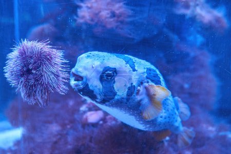 Foto de El pez loro bellamente coloreado es un pez de acuario marino popular. También se ha encontrado en el Mediterráneo. - Imagen libre de derechos