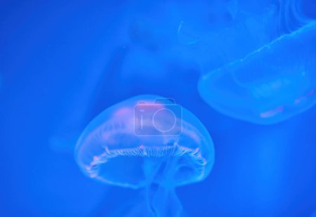 Foto de Colonia de medusas de luna común Aurelia aurita en agua oscura con luz púrpura brillante como fondo submarino oscuro - Imagen libre de derechos
