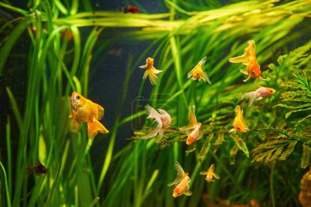 Téléchargez les photos : Un magnifique aquarium tropical vert d'eau douce avec des poissons - en image libre de droit