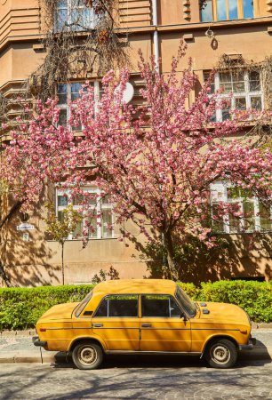 Téléchargez les photos : Des sakura fleurissent dans les rues de la ville d'Uzhhorod, en Ukraine. Fleurs de sakura colorées sur les arbres. Paysage urbain printanier - en image libre de droit