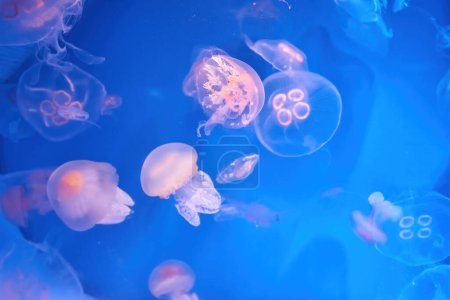 Téléchargez les photos : Aurelia aurita colonie commune de méduses de lune en eau sombre avec une lumière violette éclatante comme fond sous-marin sombre - en image libre de droit