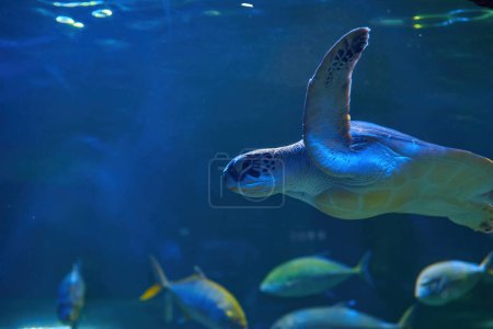 Téléchargez les photos : Tortue de mer vue à l'Aquarium de Kiev - en image libre de droit