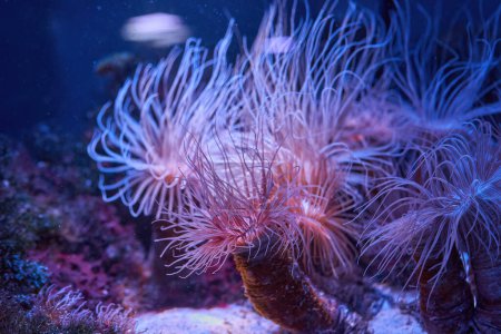 Téléchargez les photos : Anémones corail récif sous-marin gros plan avec la lumière violette rayonnante - en image libre de droit
