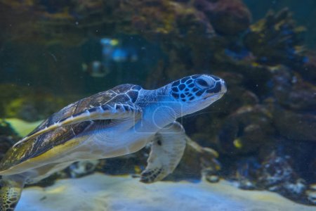 Photo for Sea turtle seen at the Aquarium in the Kyiv Aquarium - Royalty Free Image