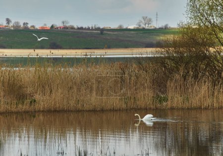 Foto de Cisnes vistos en un ambiente salvaje y natural durante el otoño, con cañas de hierba sobresaliendo del agua, el lago. - Imagen libre de derechos