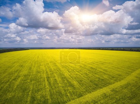 Photo for Landscape view from drone, Bright yellow field with rapeseed flowers. Blue sky with white clouds. Texture background for design. - Royalty Free Image
