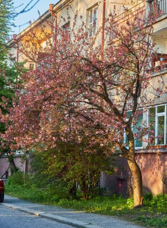 Foto de Hermosos árboles de sakura en flor en el callejón. Flores de sakura rosa en ramas en luz soleada en la calle de la ciudad de primavera, vista al paisaje. Disfrutando de la primavera en la ciudad - Imagen libre de derechos
