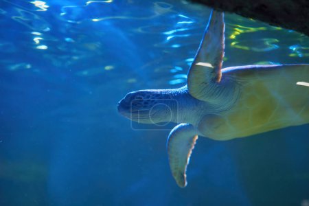 Téléchargez les photos : Tortue de mer vue à l'Aquarium de Kiev - en image libre de droit