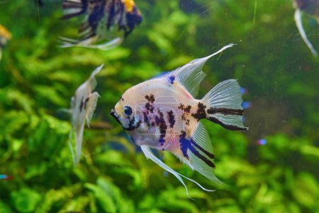 Téléchargez les photos : Ornamental fish Scalaria or angelfish Pterophyllum scalare in close-up - en image libre de droit