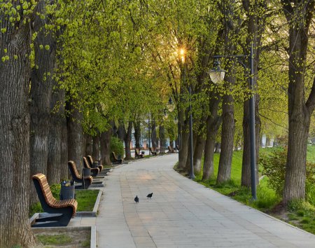 Téléchargez les photos : La plus longue allée de tilleul d'Europe dans la ville d'Uzhhorod. Feuillage vert délicat du début du printemps. Ukraine, Europe - en image libre de droit