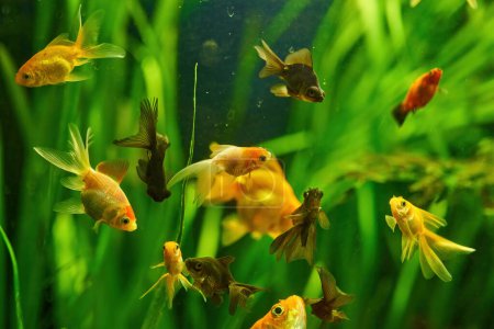 Téléchargez les photos : Un magnifique aquarium tropical vert d'eau douce avec des poissons - en image libre de droit
